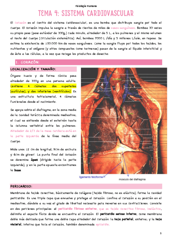 Miniatura del documento T4.1-Sistema-cardiovascular.pdf