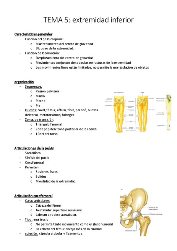 Miniatura del documento TEMA 5 extremidad inferior.pdf