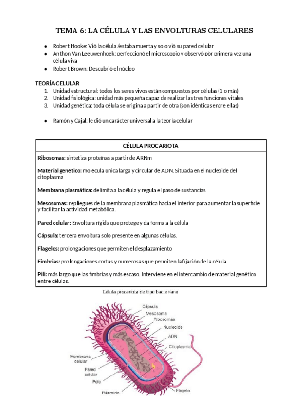 Miniatura del documento Celula-conocimientos-basicos-de-bachiller.pdf