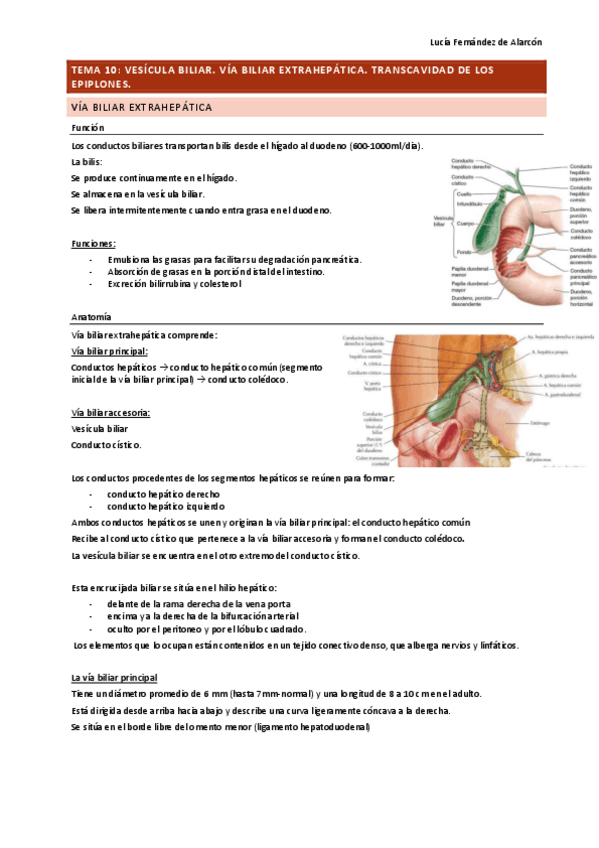 Miniatura del documento tema-10-y-11-ANAT-DRURE.pdf