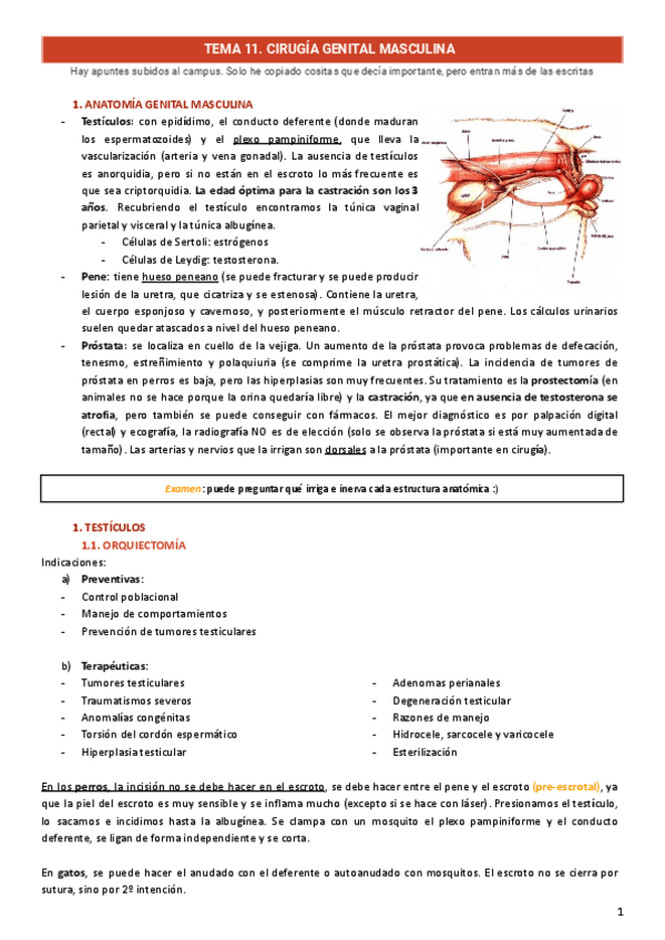 Miniatura del documento Sistema-Genitourinario.pdf