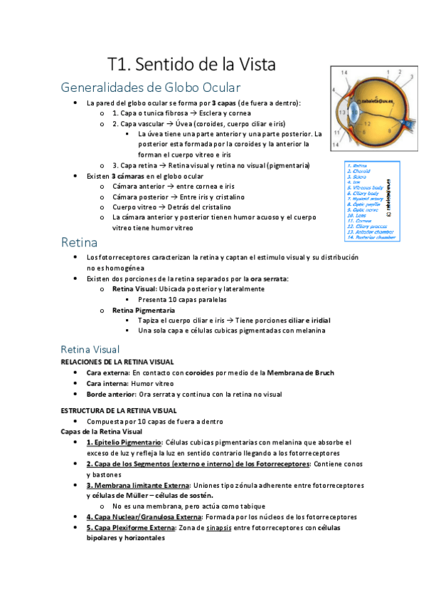 Miniatura del documento Bloque-del-Globo-Ocular.pdf