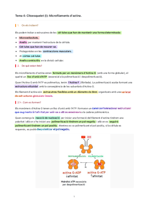Miniatura del documento Tema-4-Citoesquelet-I-Microfilaments-dactina..pdf