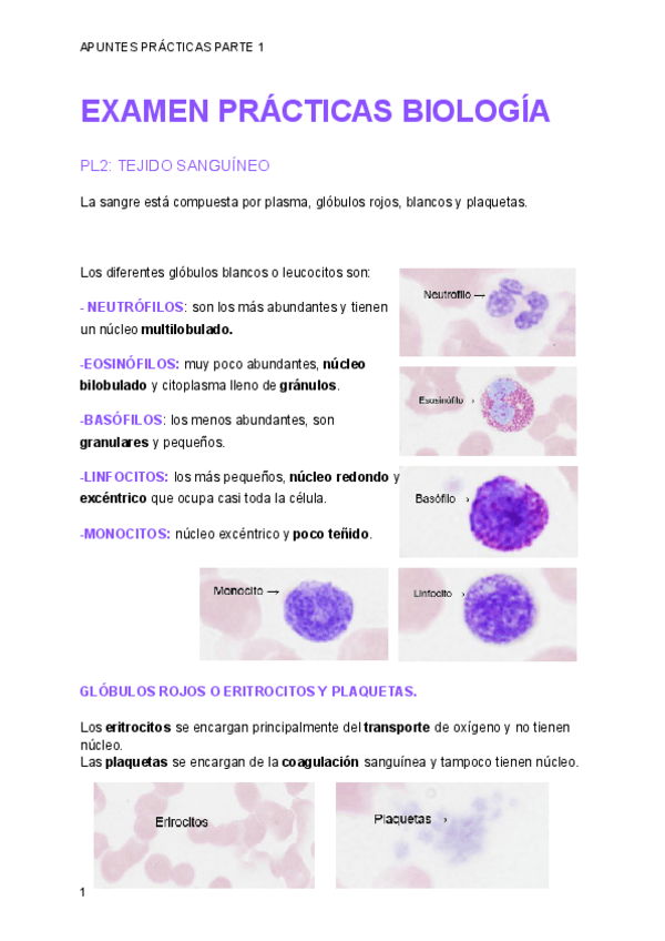 Miniatura del documento APUNTES-EXAMEN-PRACTICAS-BIOLOGIA-1.pdf