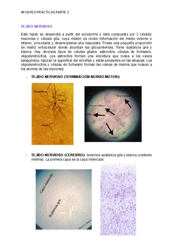 Miniatura del documento APUNTES-EXAMEN-PRACTICAS-BIOLOGIA-2.pdf
