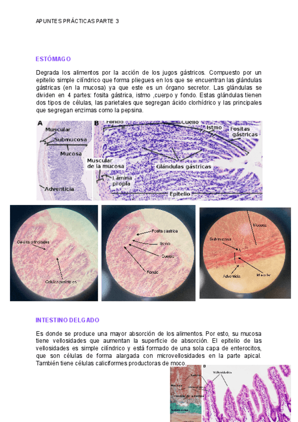 Miniatura del documento APUNTES-EXAMEN-PRACTICAS-BIOLOGIA-3.pdf