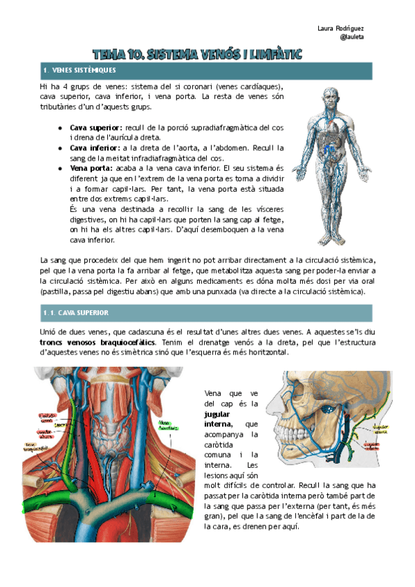Miniatura del documento Tema-10-anatomia-Sistema-venos-i-limfatic.pdf