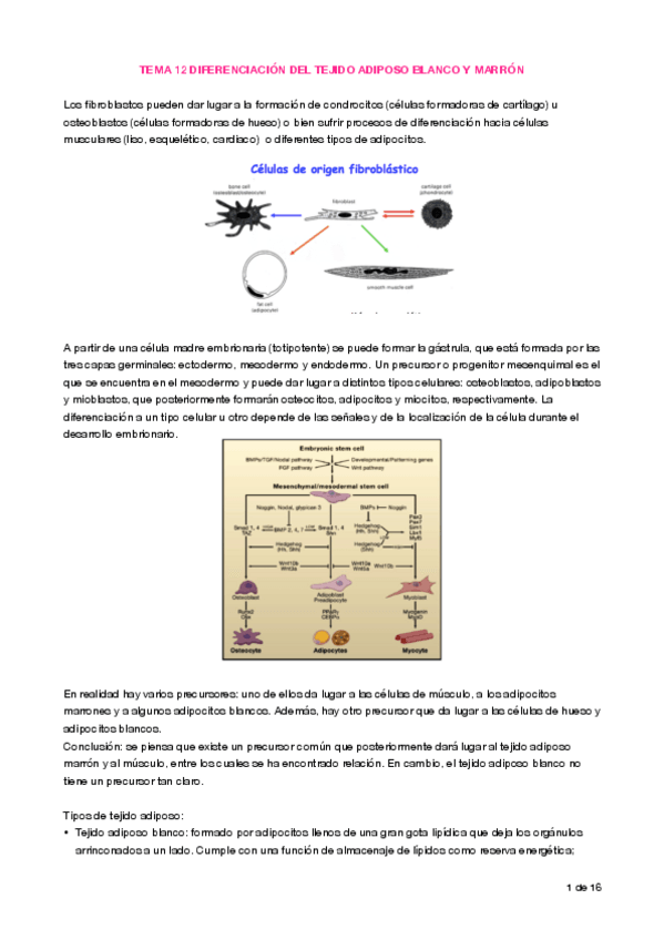 Miniatura del documento Apuntes T12 Adipogénesis.pdf