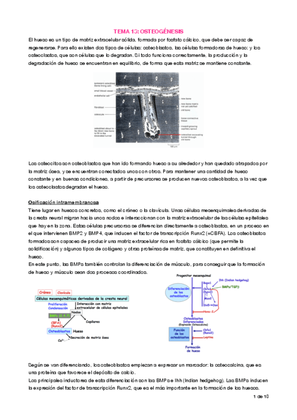 Miniatura del documento Apuntes T13 Osteogénesis.pdf
