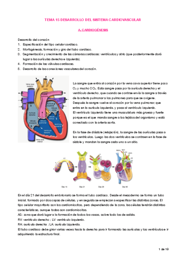 Miniatura del documento Apuntes T15 Cardiogénesis y angiogénesis.pdf