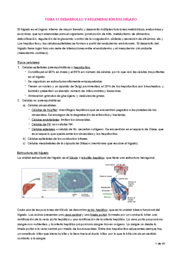 Miniatura del documento Apuntes T17 Hepatogénesis.pdf