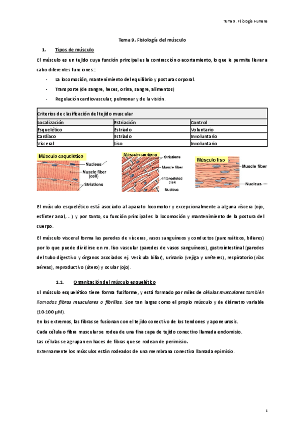 Miniatura del documento Tema-9.-Fisiologia-del-musculo..pdf