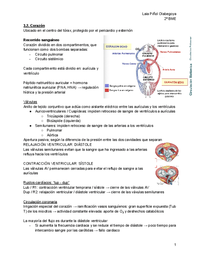 Miniatura del documento T3.-Fisiologia-sistema-cardiovascular-corazon-y-sangre.pdf