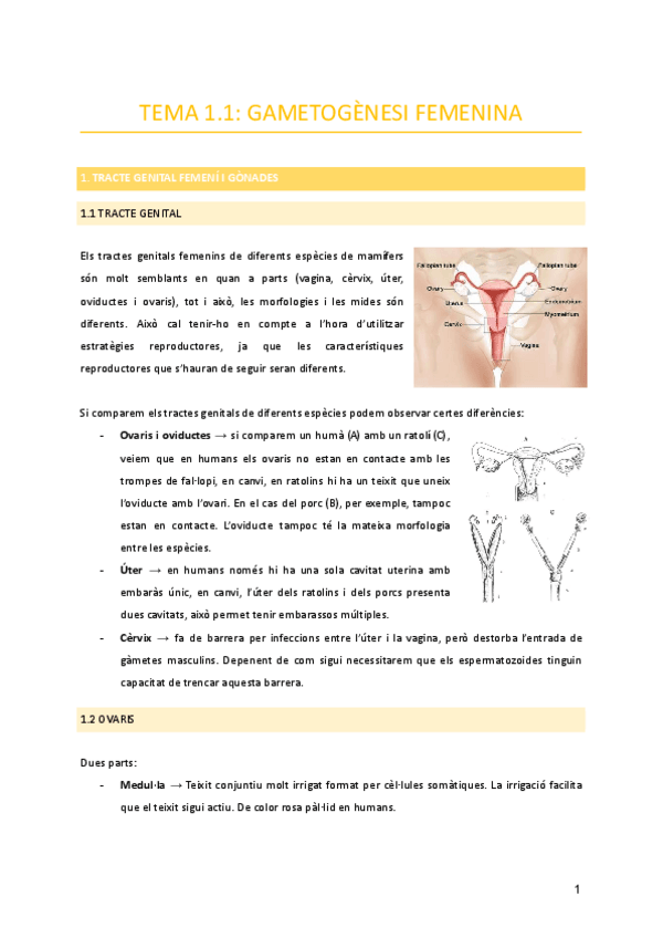 Miniatura del documento Tema-1.1-Gametogenesi-femenina.pdf