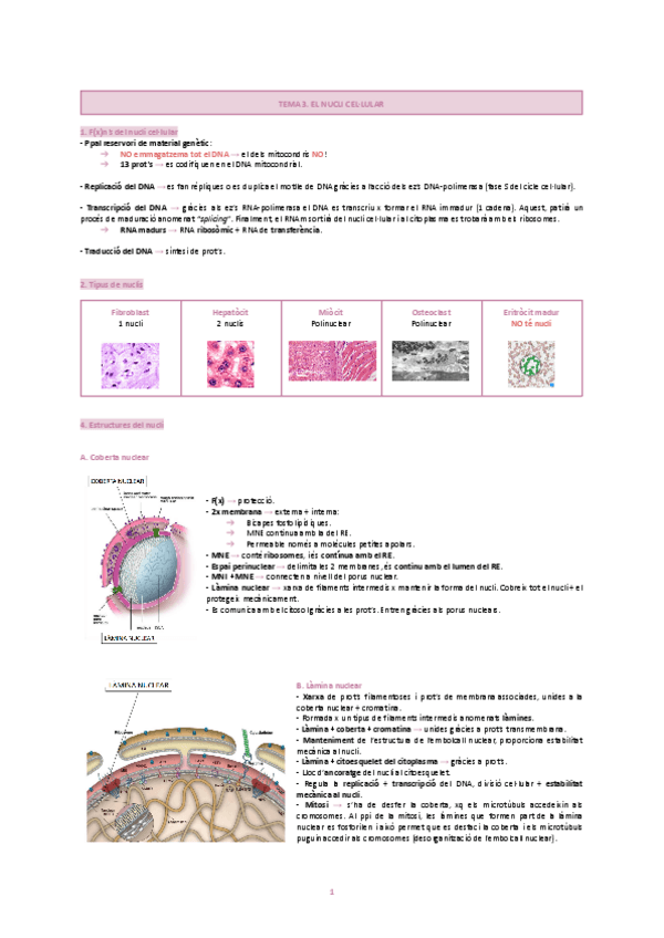 Miniatura del documento TEMA-3.-EL-NUCLI-CELLULAR.pdf