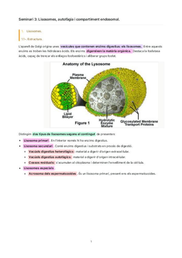Miniatura del documento Seminari-3-Lisosomes-autofagia-i-compartiment-endosomal..pdf