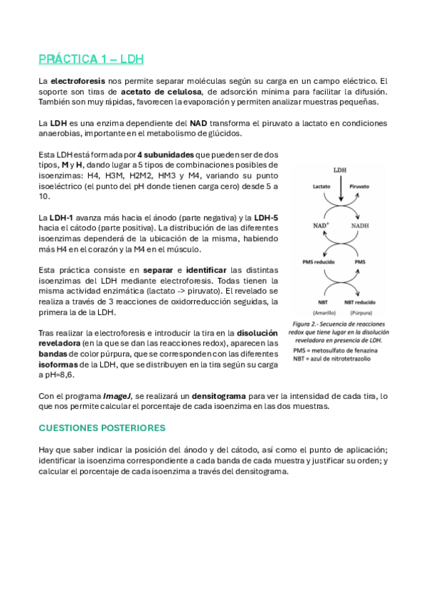 Miniatura del documento Fundamentos-teoricos-Practicas.pdf