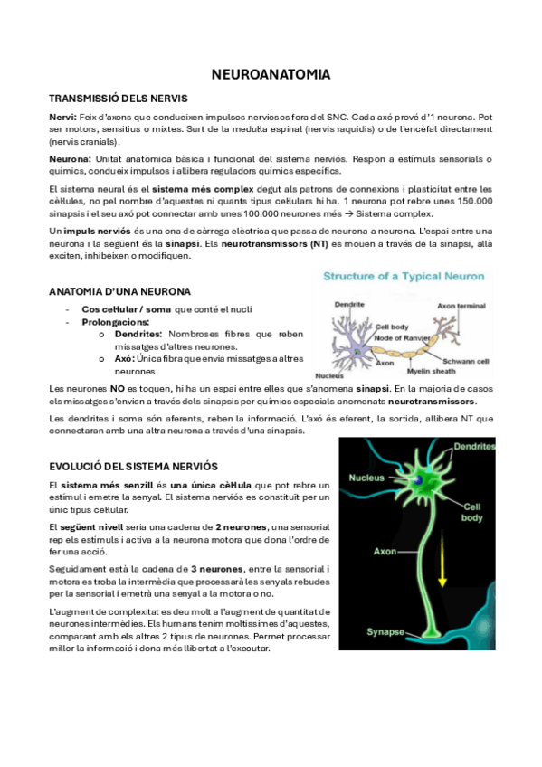 Miniatura del documento 1.-Neuroanatomia.pdf