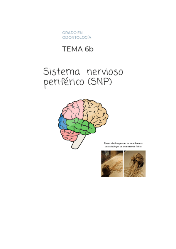 Miniatura del documento TEMA-6bNEUROANATOMIASistema-Nervioso-Periferico-SNPodontologiav2.pdf-Documento-A4.pdf