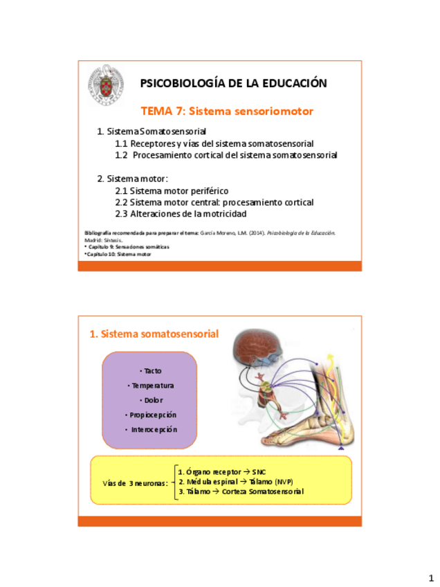 Miniatura del documento TEMA 7. Sistema sensoriomotor.pdf