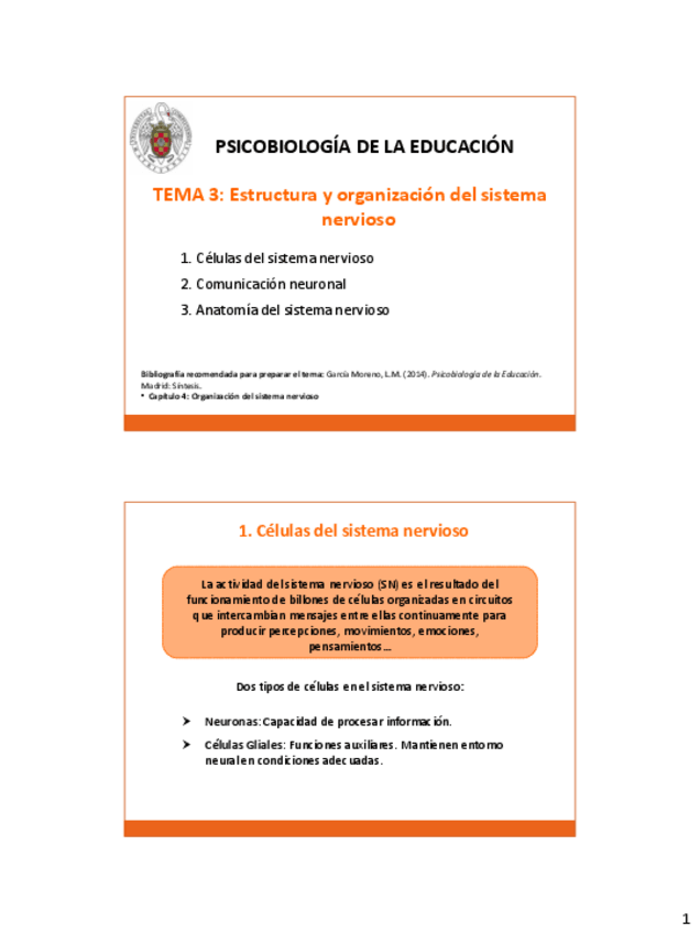 Miniatura del documento TEMA 3. Estructura y organización del sistema nervioso.pdf