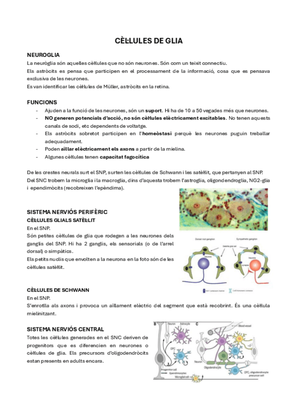 Miniatura del documento 3.-Cellules-de-Glia.pdf