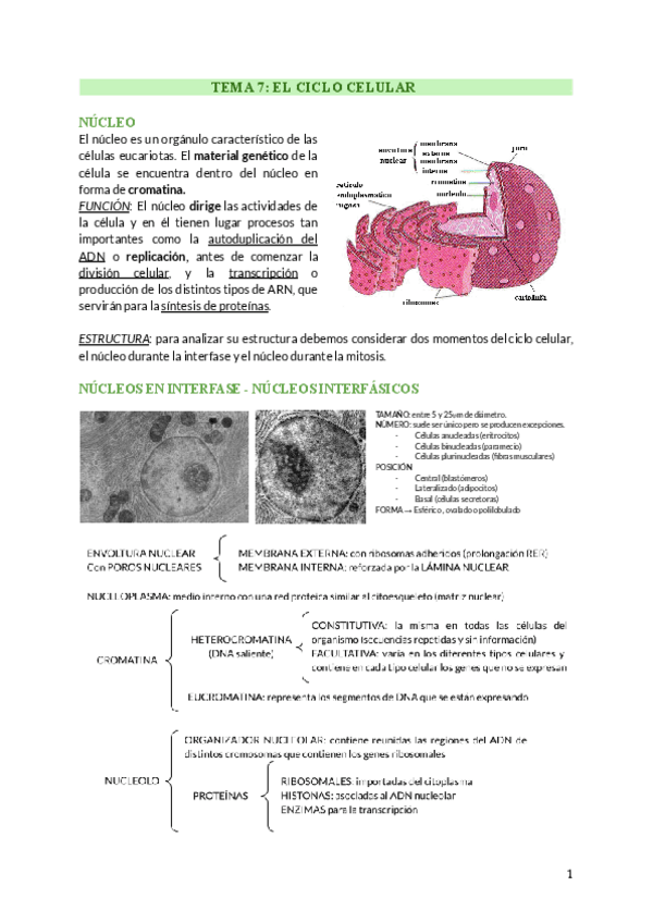 Miniatura del documento t7-ciclo-celular.pdf