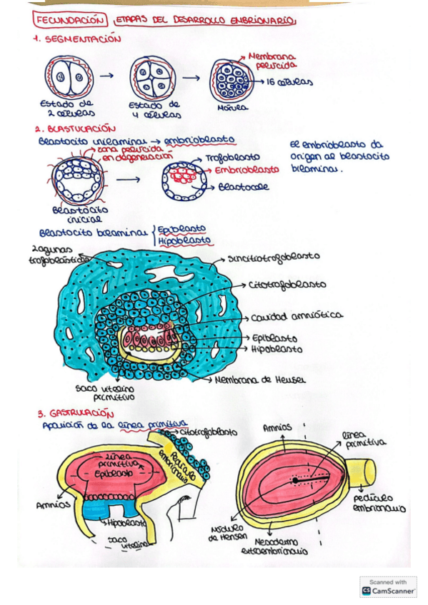Miniatura del documento Tema-2-ETAPAS-DEL-DESARROLLO-EMBRIONARIO.pdf