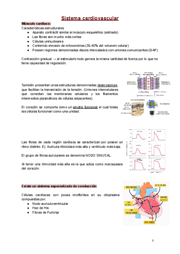 Miniatura del documento Apuntes-Fisio-Sistema-Car-resp-renal-nervi-y-endocrino.pdf