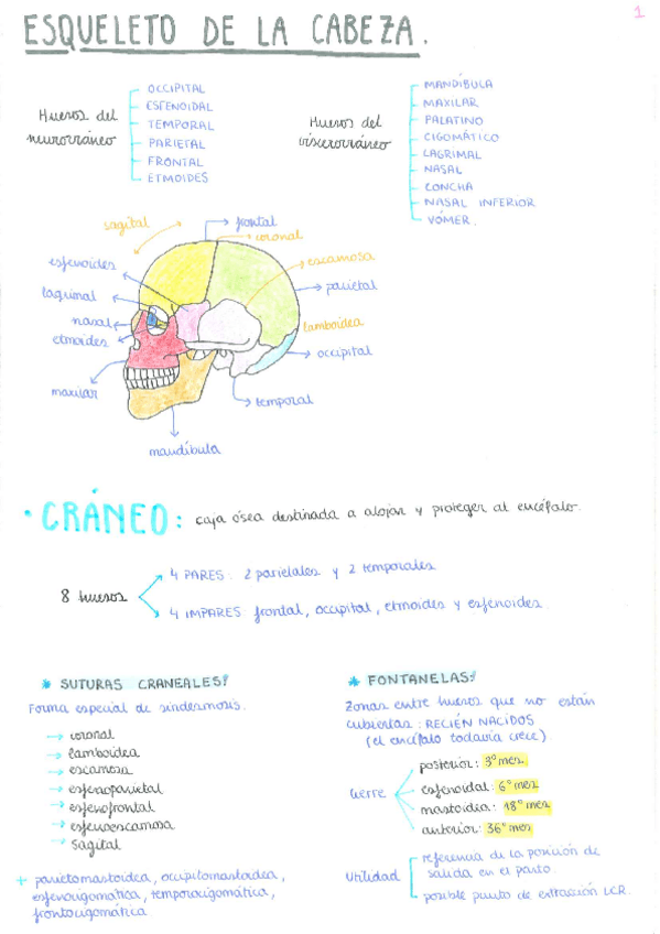 Miniatura del documento Esqueleto-de-la-cabeza.pdf