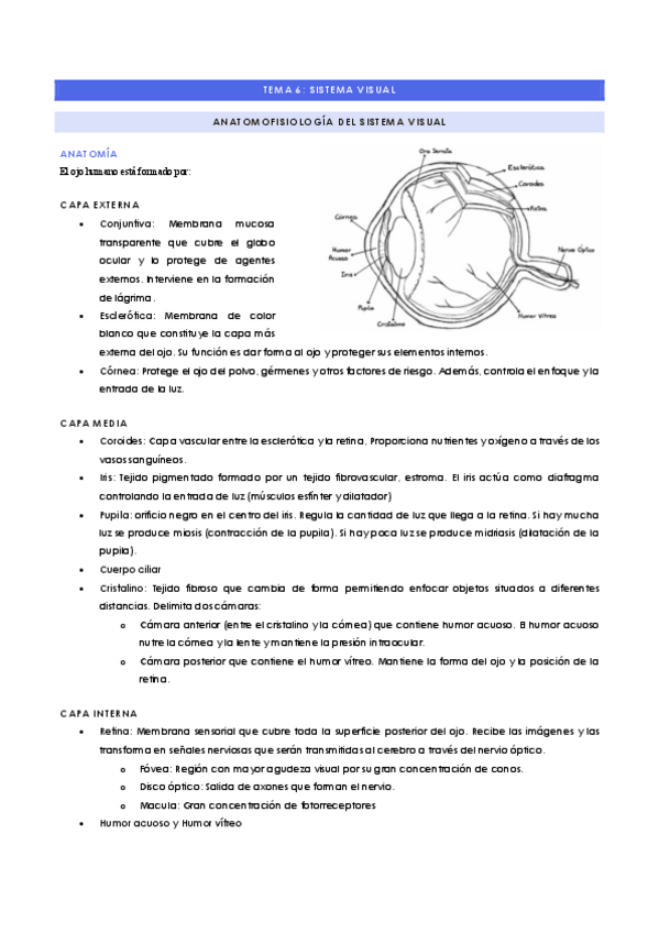 Miniatura del documento TEMA-6-SISTEMA-VISUAL.pdf