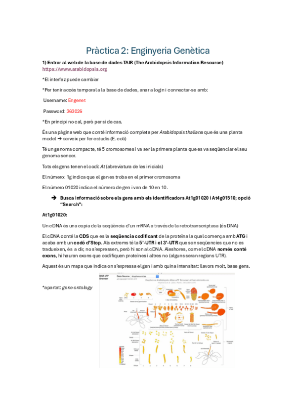 Miniatura del documento Practica-2-Teoria--Test.pdf
