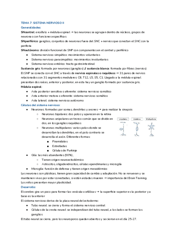 Miniatura del documento Anatomia-sistema-nervioso-II-Documentos-de-Google.pdf