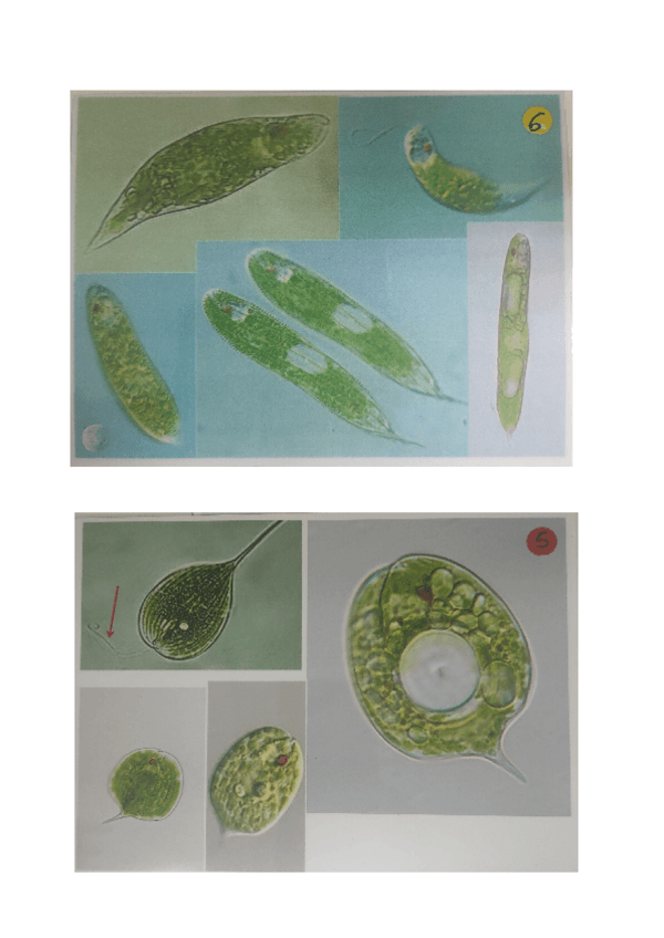 Miniatura del documento 5.-IDENTIFICACION-ALGAS-1.pdf
