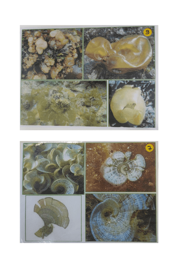 Miniatura del documento 6.-IDENTIFICACIONES-ALGAS-1.pdf