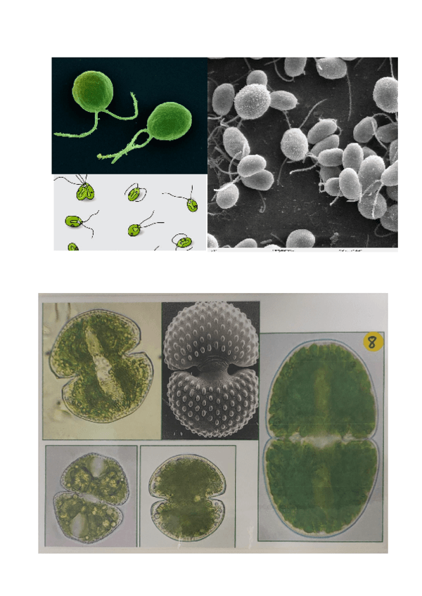 Miniatura del documento 7.-IDENTIFICACIONES-CLOROFITAS-1.pdf