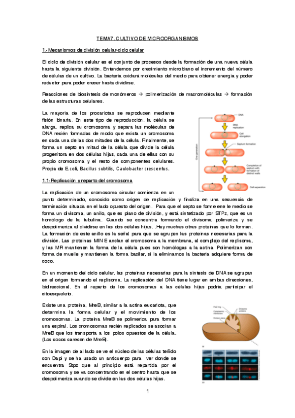Miniatura del documento TEMA 7 copia.pdf