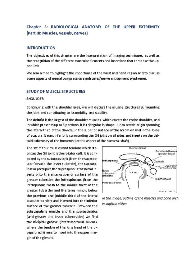 Miniatura del documento Chapter-3.-Radiological-Anatomy-of-the-Upper-Extremity.-Part-III-Muscles-vessels-nerves.pdf