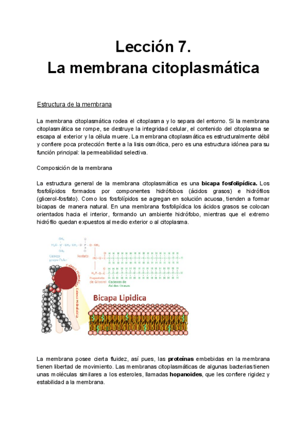 Miniatura del documento Lección 7. La membrana citoplasmática.pdf