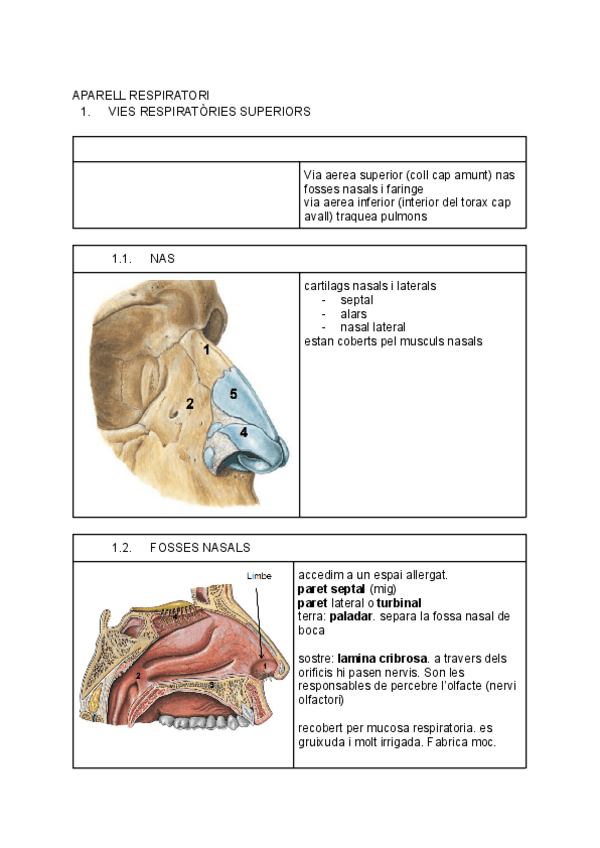 Miniatura del documento 4.-Resum-respiratori.pdf