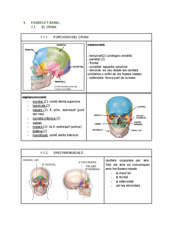 Miniatura del documento 1.-Resum-ossos-ECH.pdf