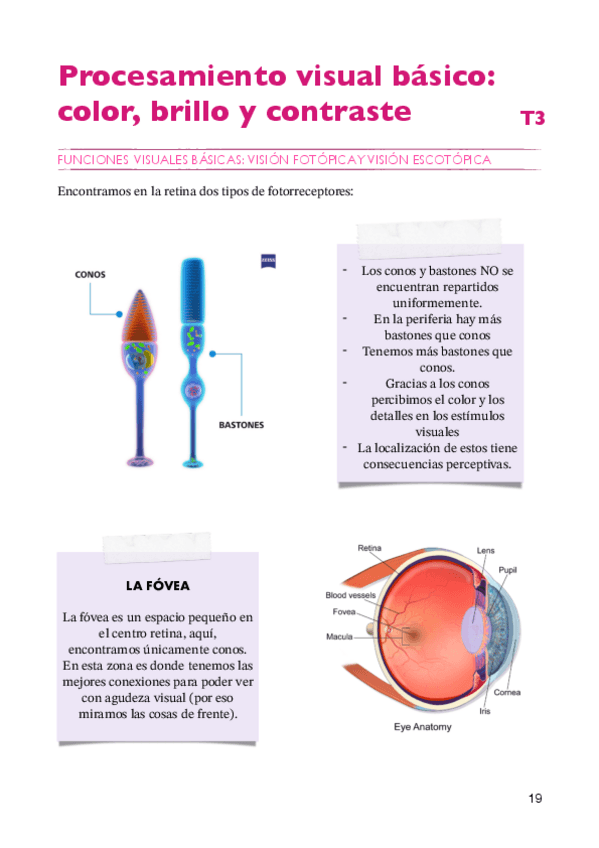 Miniatura del documento Percepción y atención apuntes T3 2024/2025.pdf