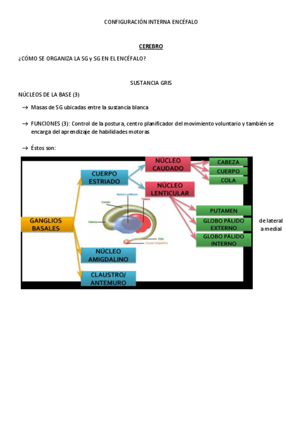 Miniatura del documento CONFIGURACION-INTERNA-ENCEFALO.pdf