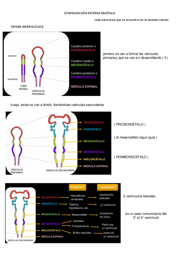 Miniatura del documento CONFIGURACION-EXTERNA-ENCEFALO.pdf
