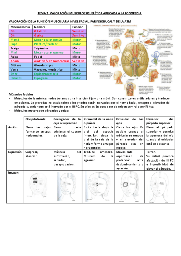Miniatura del documento TEMA-2-fisio.pdf