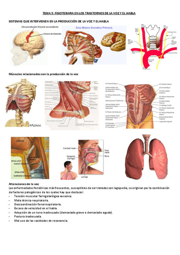 Miniatura del documento TEMA-5-fisio.pdf