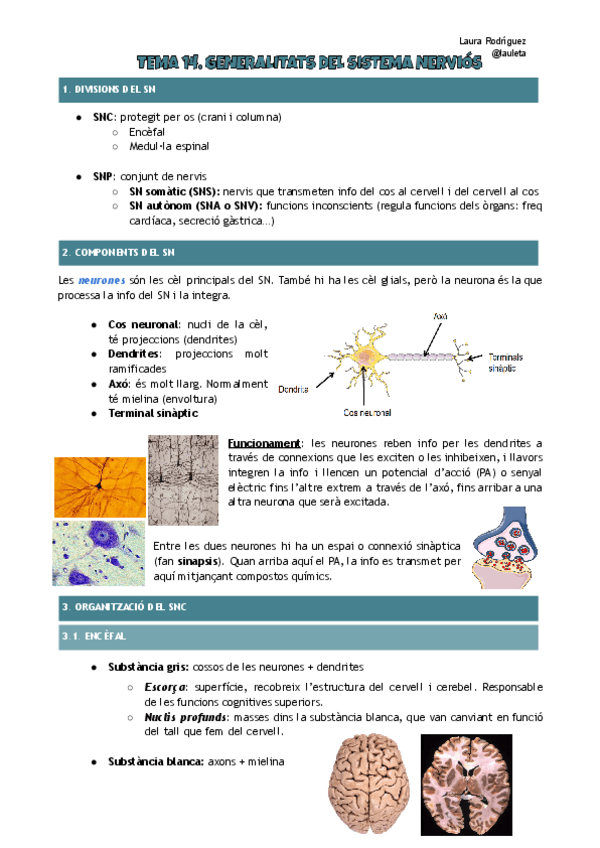 Miniatura del documento Tema-14-anatomia-Generalitats-SN.pdf
