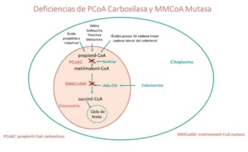 Miniatura del documento acidemia.pdf