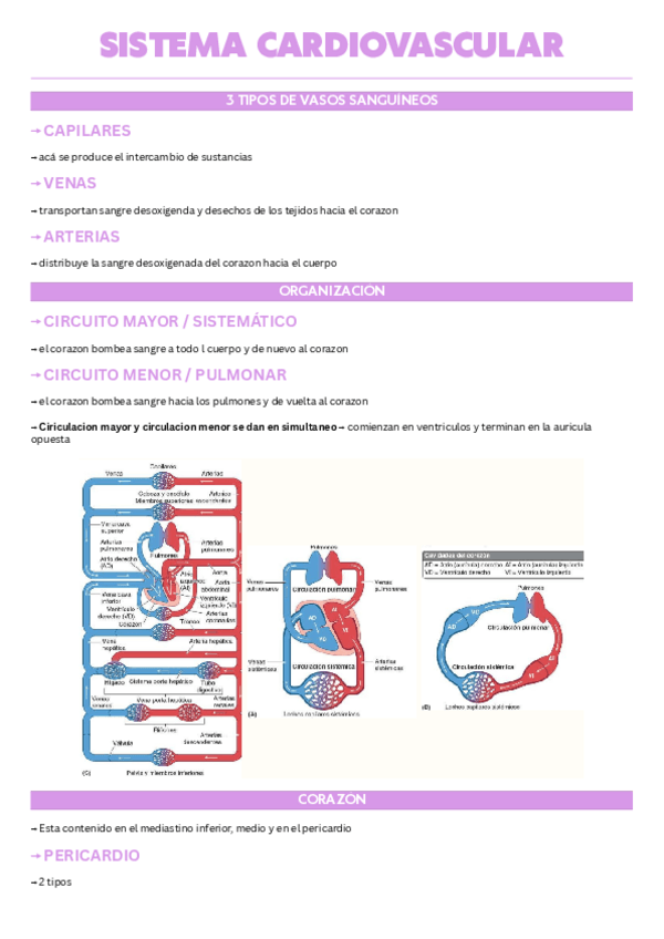 Miniatura del documento Sistema-cardiovascular.pdf