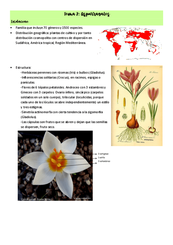 Miniatura del documento Tema-7-Asparragales.pdf
